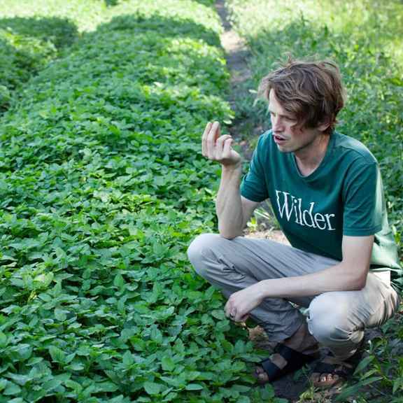 Bij Wilder Land wordt thee gemaakt van onkruid