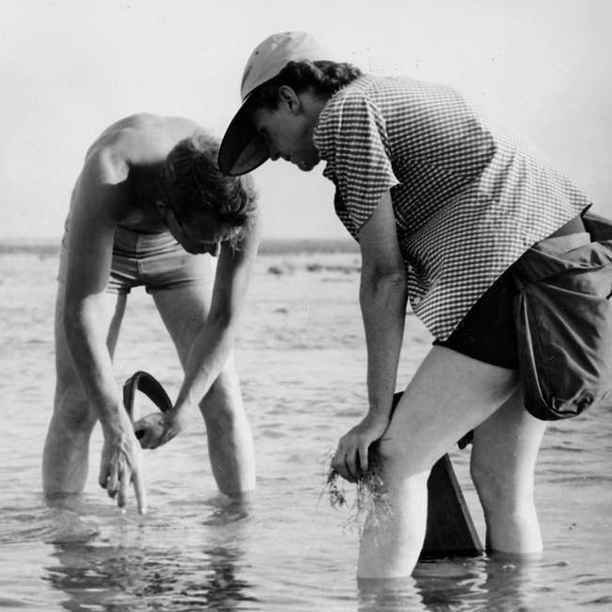 Zo streed Rachel Carson tegen bestrijdingsmiddelen