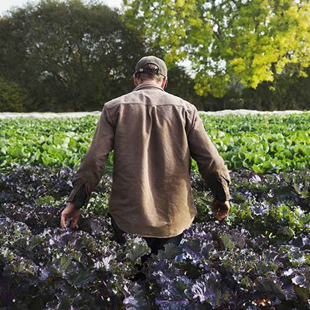 Geen krop sla uit de voedselflat, maar wel biologisch-dynamische eieren