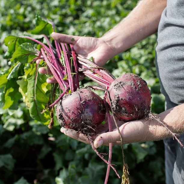 Rauwe melk, zeewier of oergranen: 6 ‘superfoods’ van eigen bodem