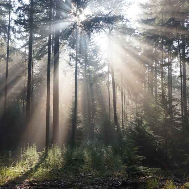 FSC Nederland | Duurzaam beheer en herstel van bossen