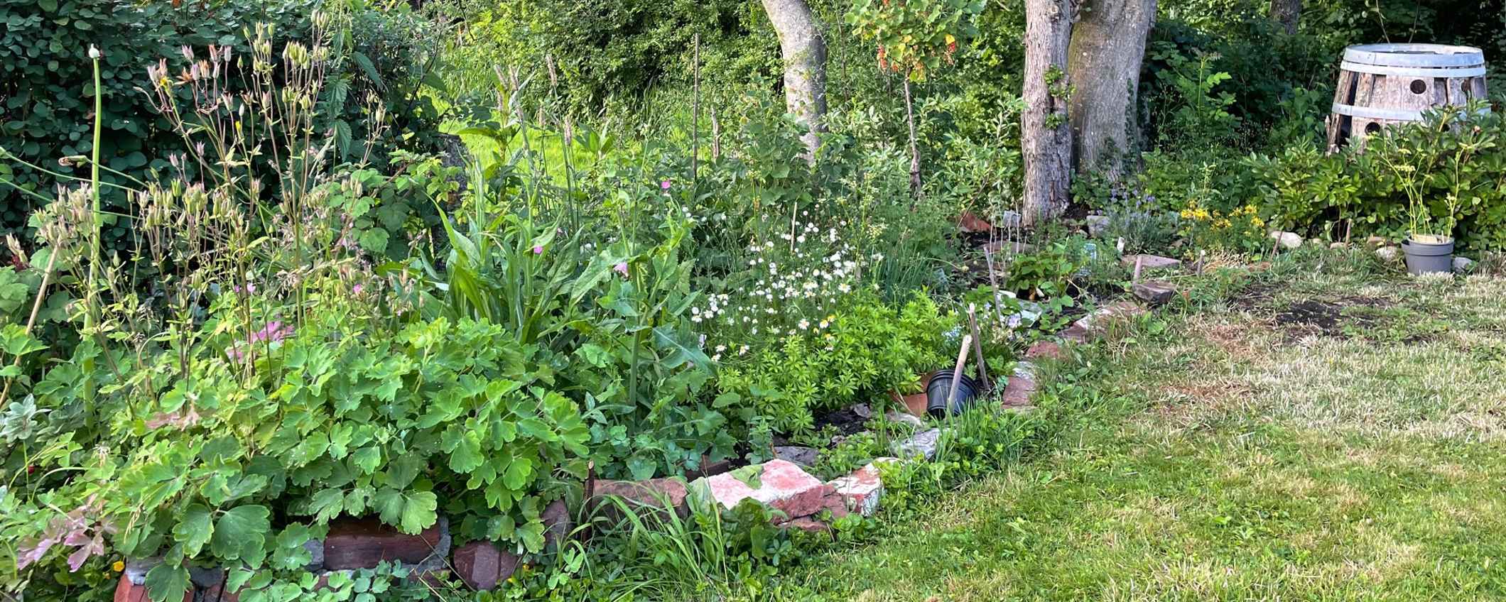 Mini-voedselbos in je tuin: zo pak je dat aan | Triodos Bank