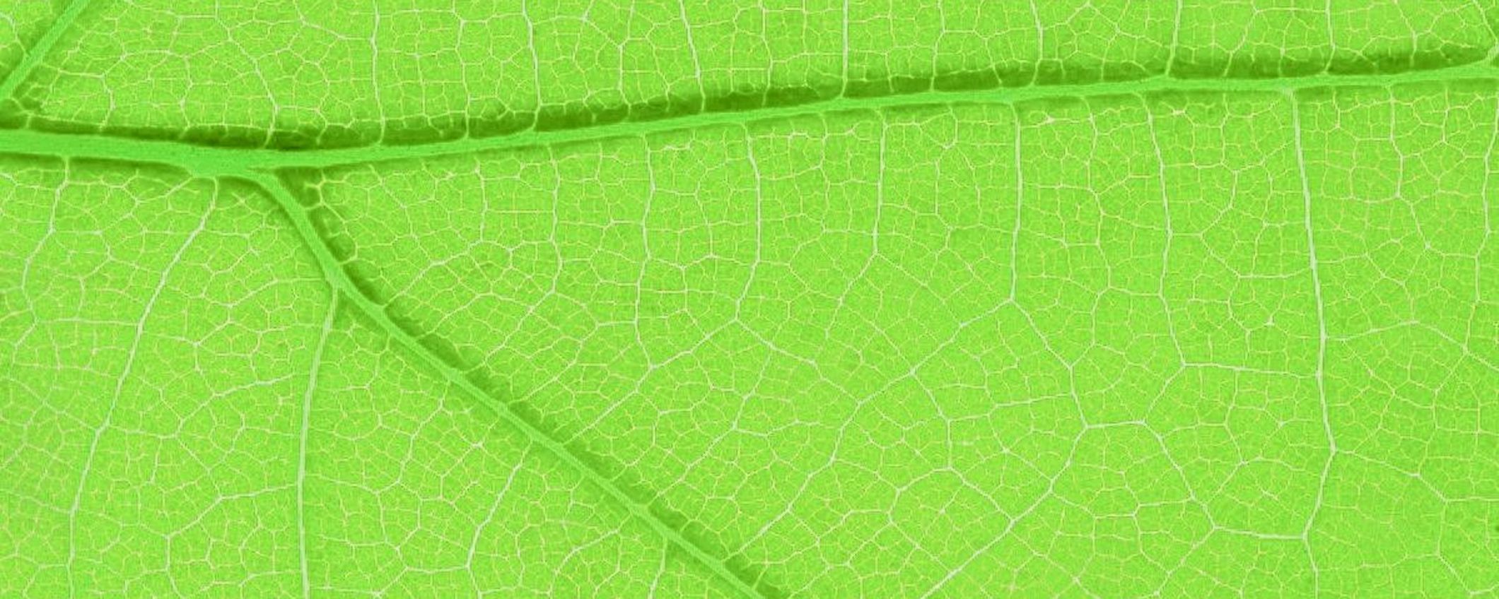 Groen blad