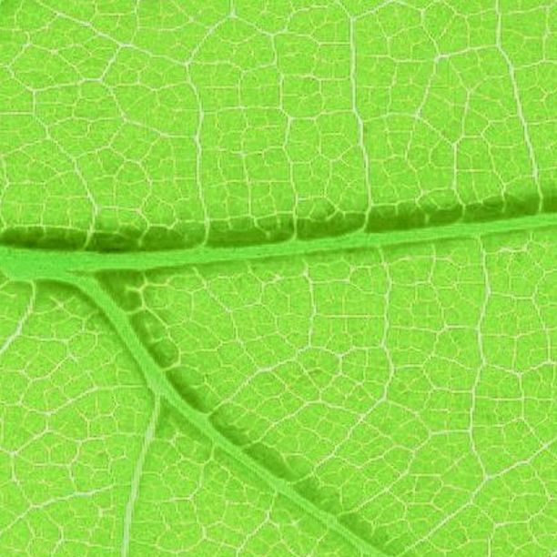 Triodos Internet Betaalrekening Kies Voor Een Groene Eerlijke
