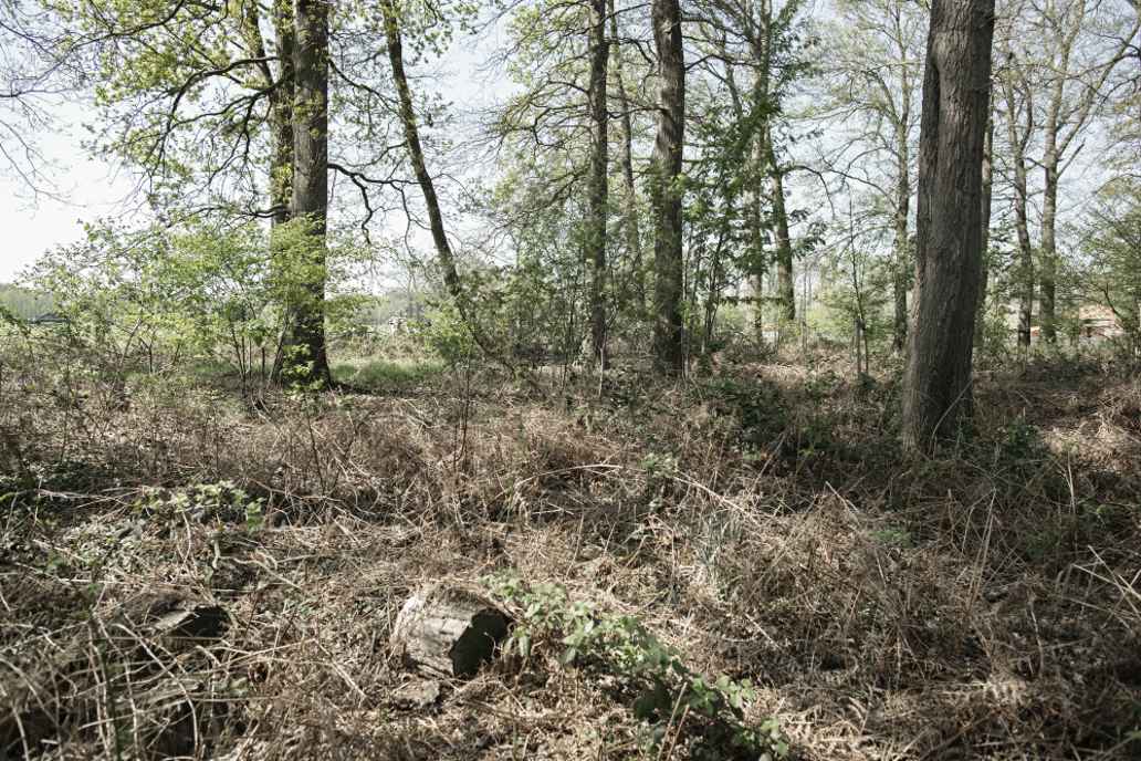 Het eikenbosje in Hummelo, waar Kien zelf zijn bomen plant. Hij probeert zoveel mogelijk van de boom te gebruiken om afval te beperken.