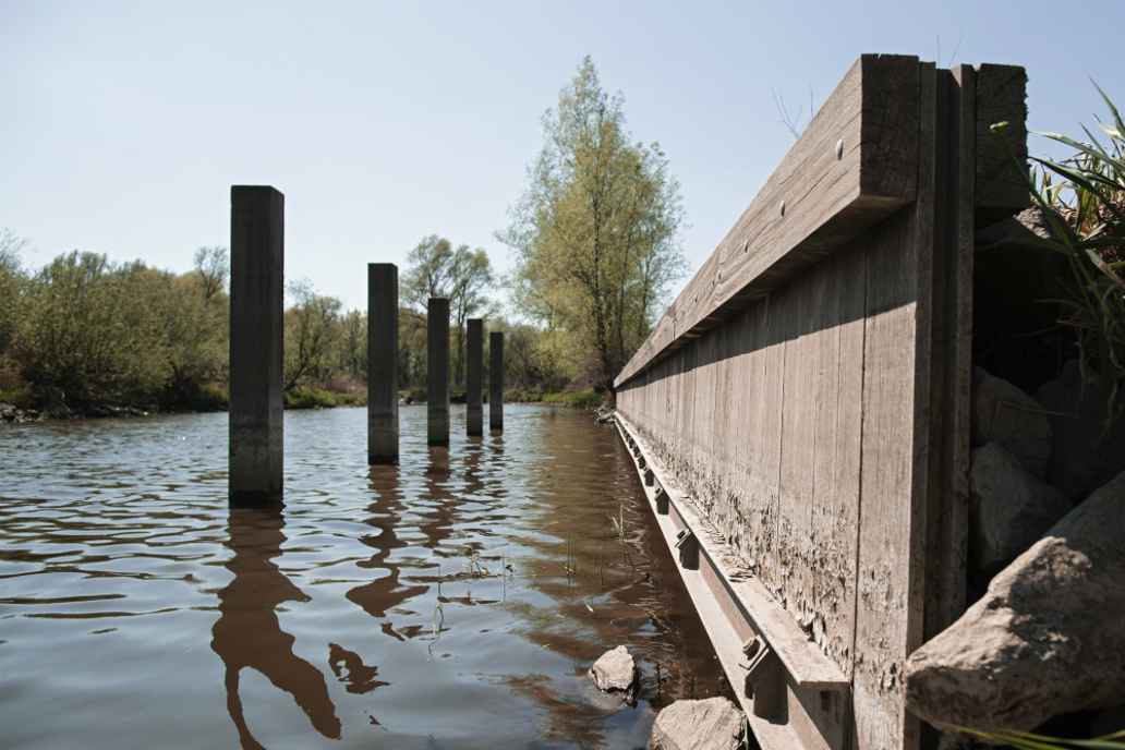 Om het beste hout uit een boom te halen, wordt de stam gewaterd in de IJssel. Hierdoor worden suikers, zuren en enzymen eruit gespoeld.