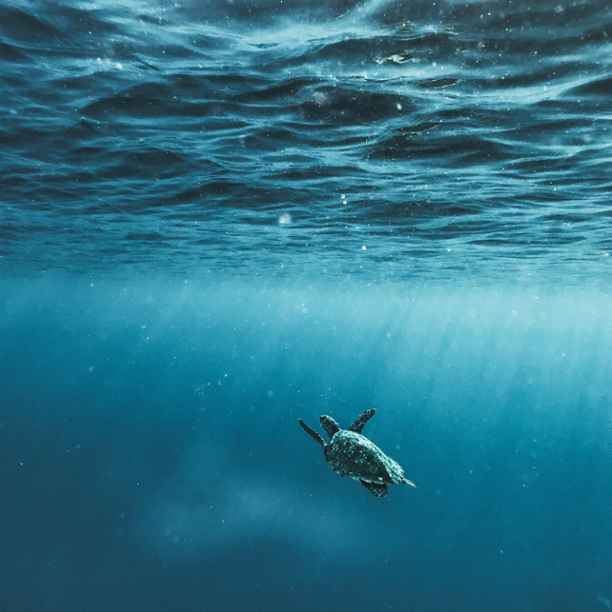 Triodos Bank steunt oproep over diepzeemijnbouw